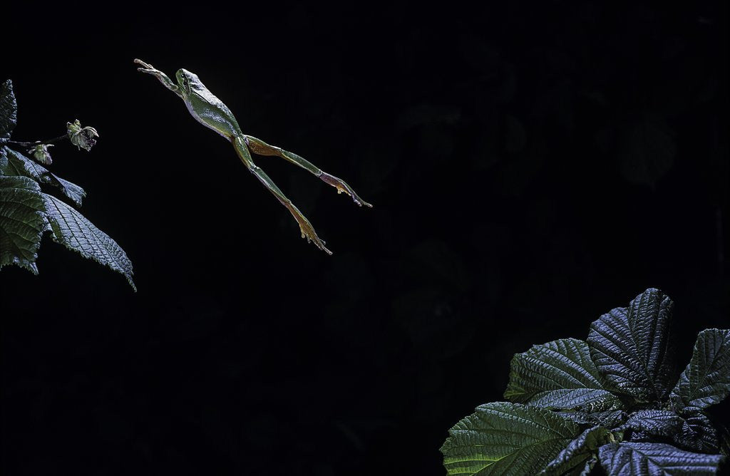Detail of Hyla meridionalis (Mediterranean tree frog) - leaping by Anonymous