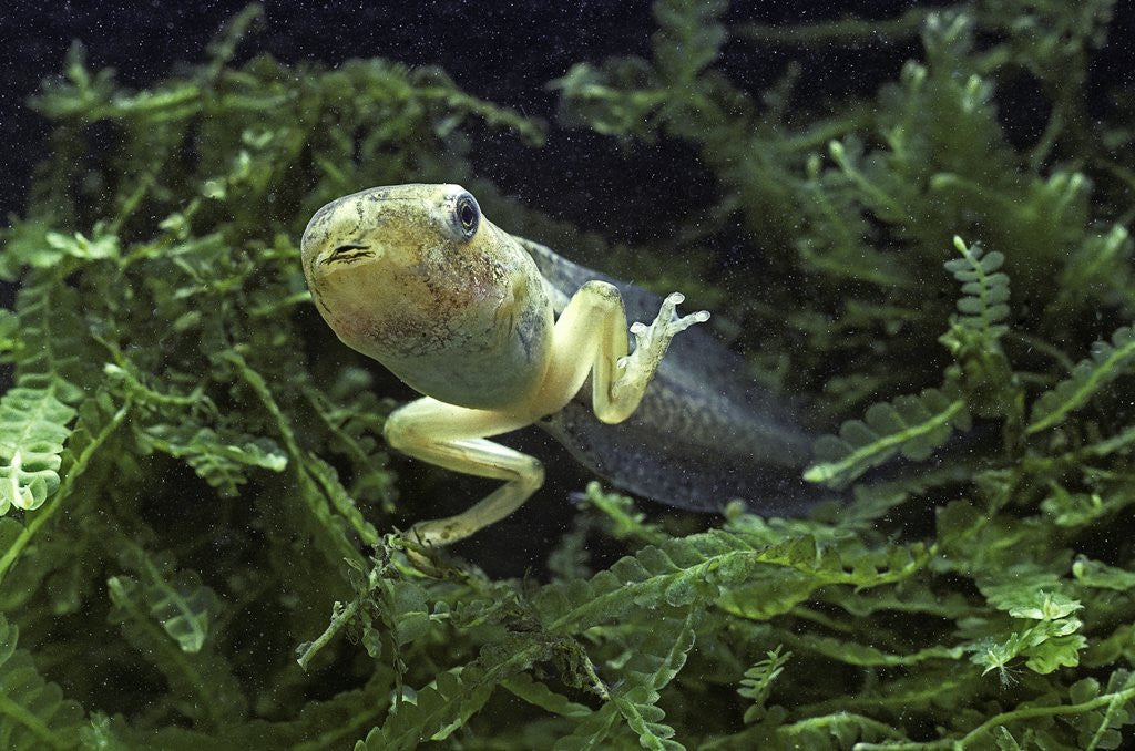 Detail of Hyla meridionalis (Mediterranean tree frog) - tadpole 2 legs by Anonymous