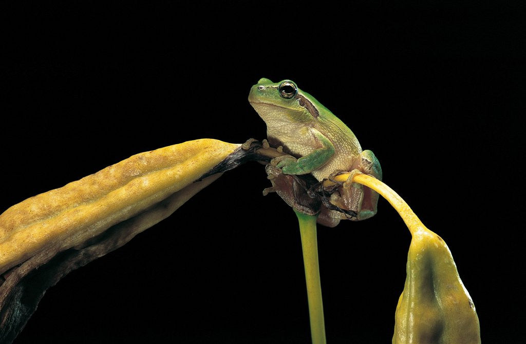 Detail of Hyla meridionalis (Mediterranean tree frog) by Corbis
