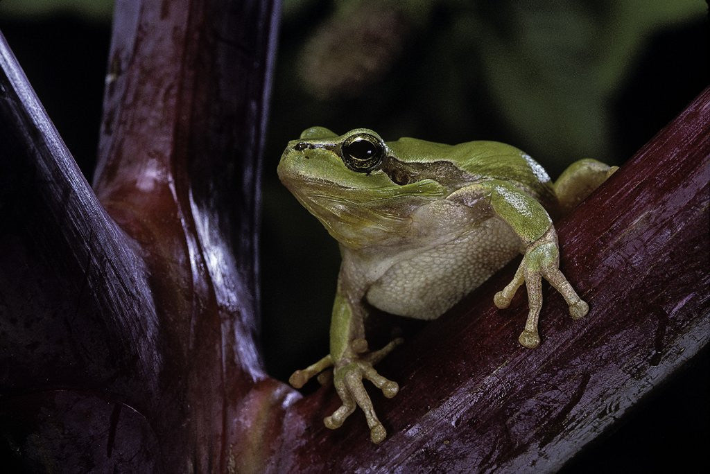 Detail of Hyla meridionalis (Mediterranean tree frog) by Anonymous