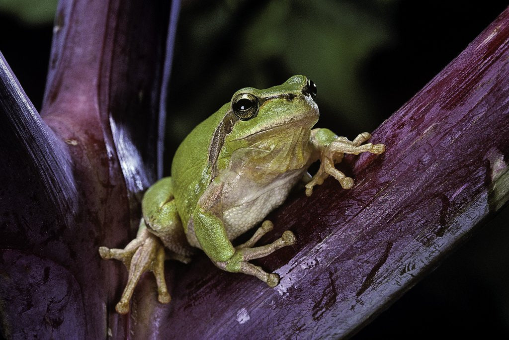 Detail of Hyla meridionalis (Mediterranean tree frog) by Anonymous