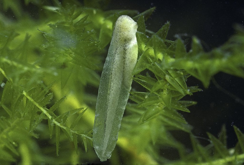 Detail of Hyla meridionalis (Mediterranean tree frog) - newly hatched tadpole by Anonymous