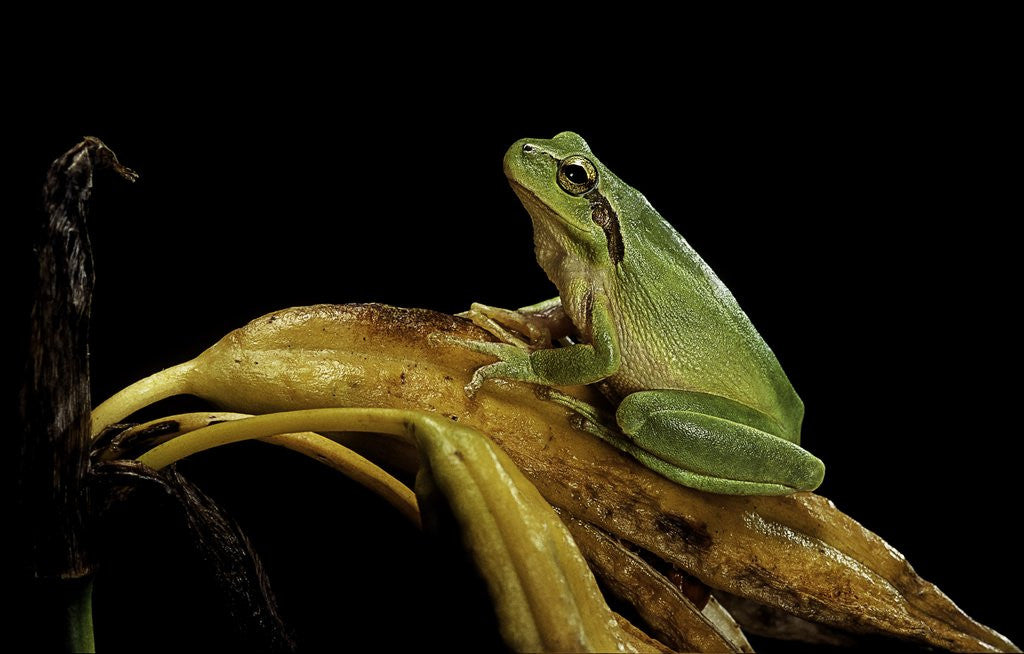 Detail of Hyla meridionalis (Mediterranean tree frog) by Anonymous