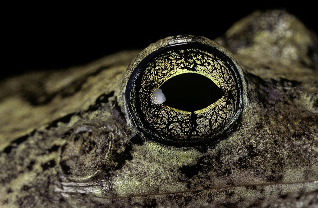 Detail of Hyla versicolor (gray treefrog) - eye by Corbis