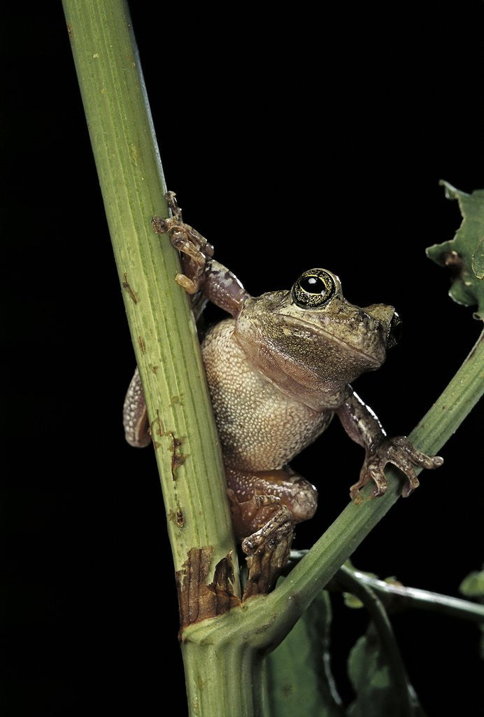 Detail of Hyla versicolor (gray treefrog) by Anonymous