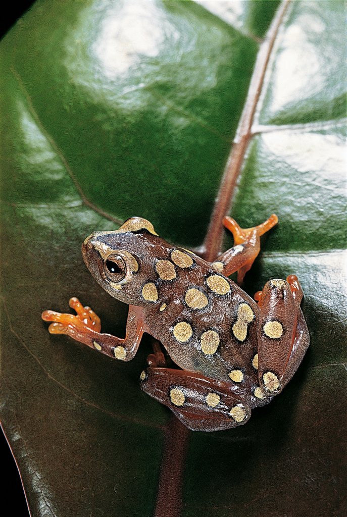 Detail of Hyperolius argus (argus reed frog) by Anonymous