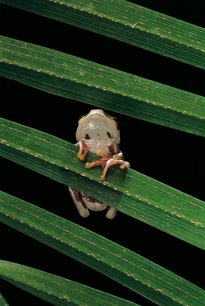 Detail of Hyperoliusi fusciventris (lime reed frog) by Corbis