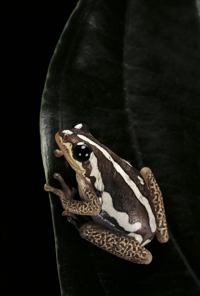 Detail of Hyperolius marmoratus (marbled reed frog, painted reed frog) by Anonymous