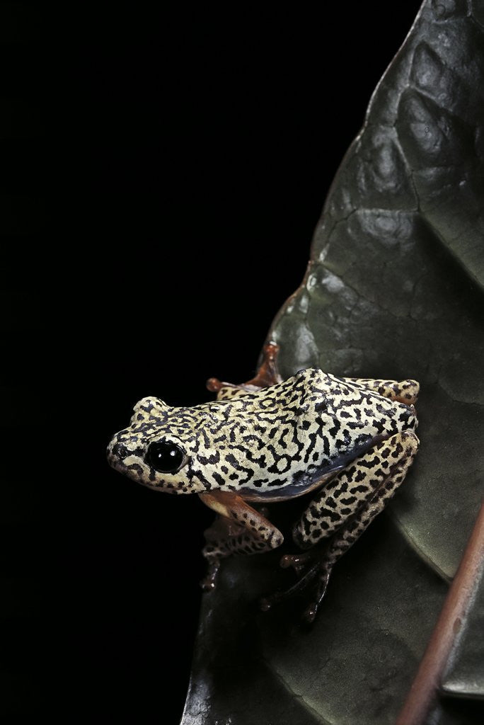 Detail of Hyperolius marmoratus (marbled reed frog, painted reed frog) by Anonymous