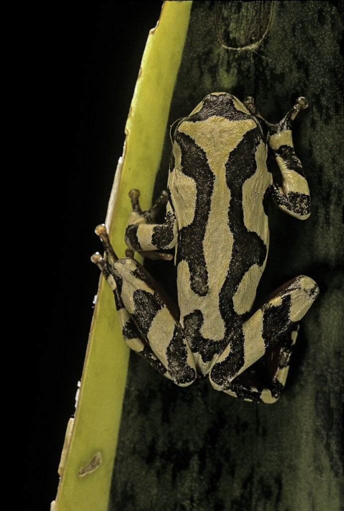 Detail of Hyperolius marmoratus (marbled reed frog, painted reed frog) by Anonymous