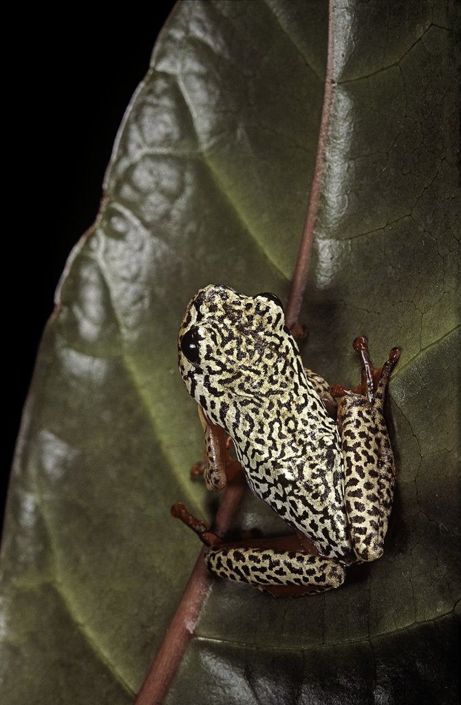 Detail of Hyperolius marmoratus (marbled reed frog, painted reed frog); multicolored by Corbis