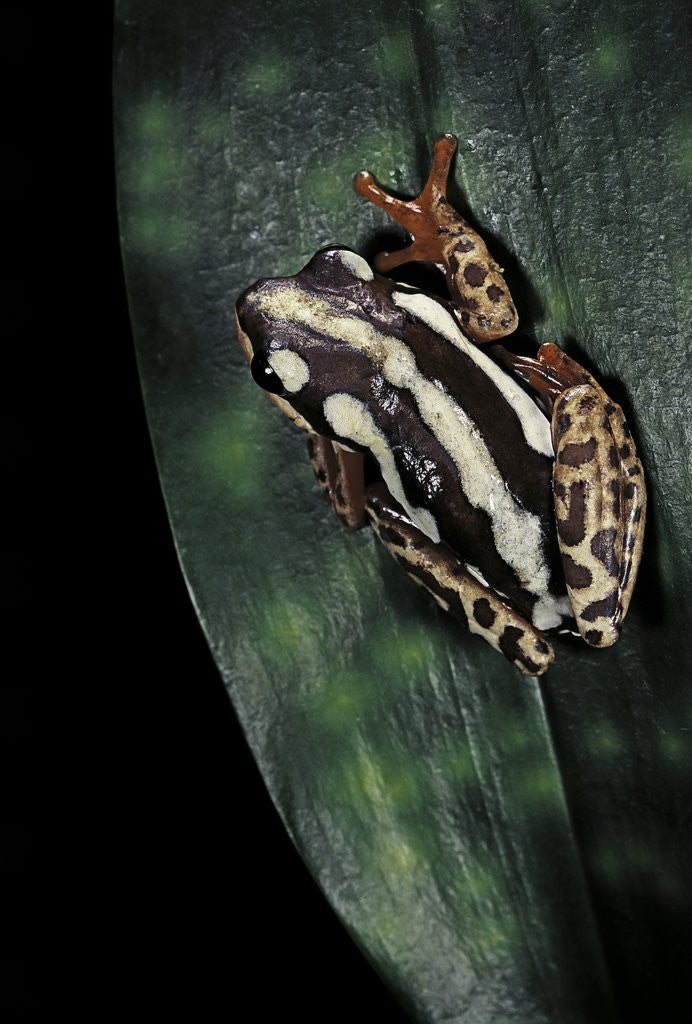 Detail of Hyperolius marmoratus parallelus (marbled reed frog, painted reed frog) by Corbis