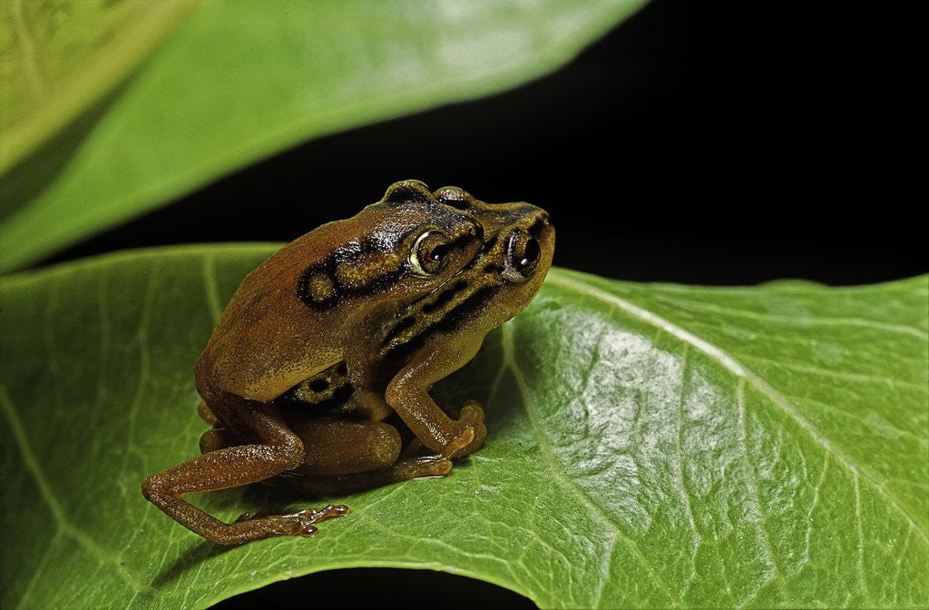 Detail of Hyperolius puncticulatus - mating by Anonymous