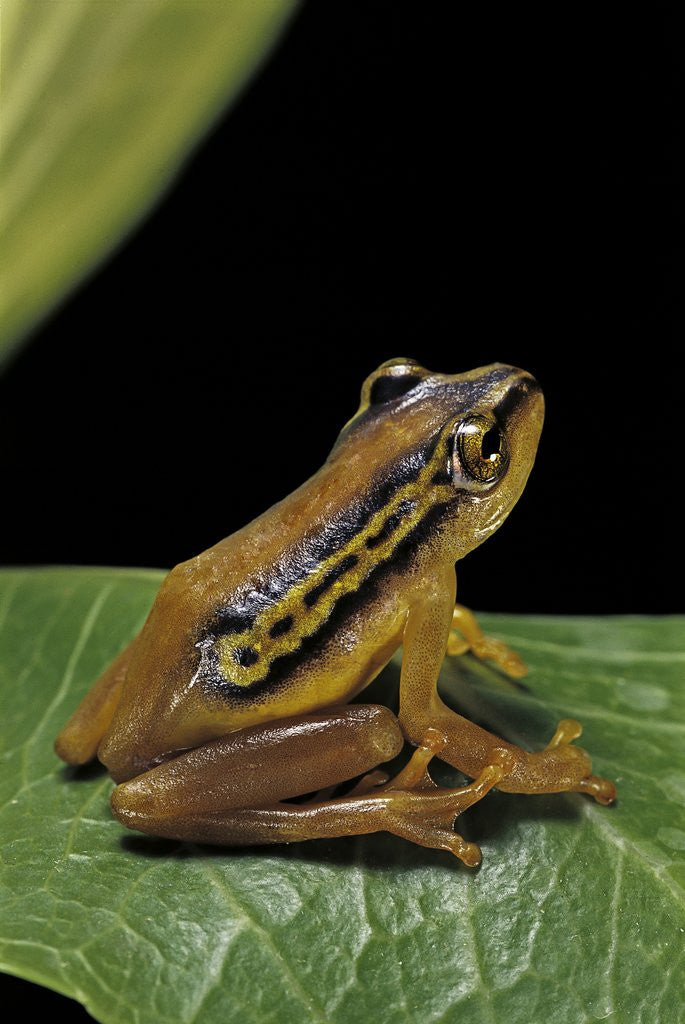 Detail of Hyperolius puncticulatus (spotted reed frog) by Anonymous