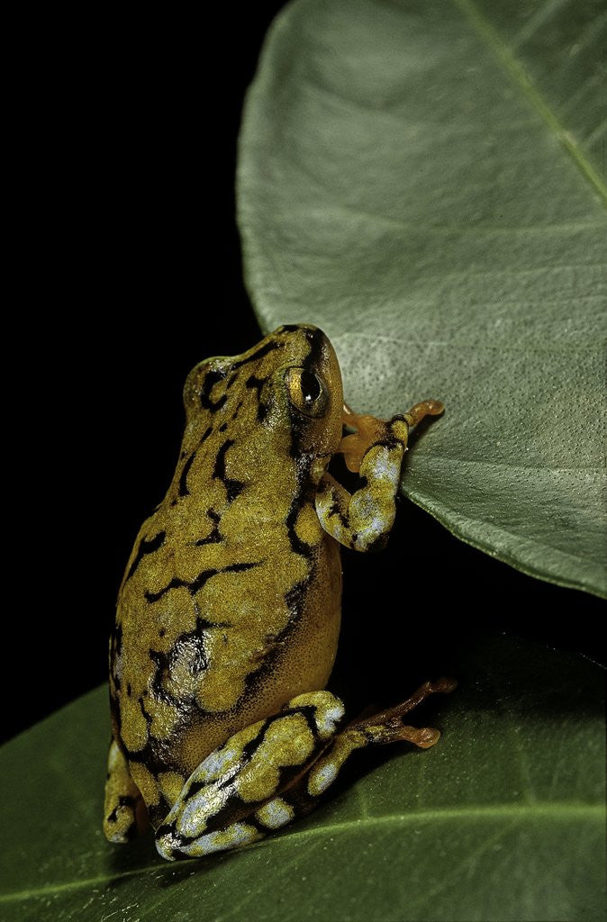 Detail of Hyperolius puncticulatus (spotted reed frog) by Anonymous