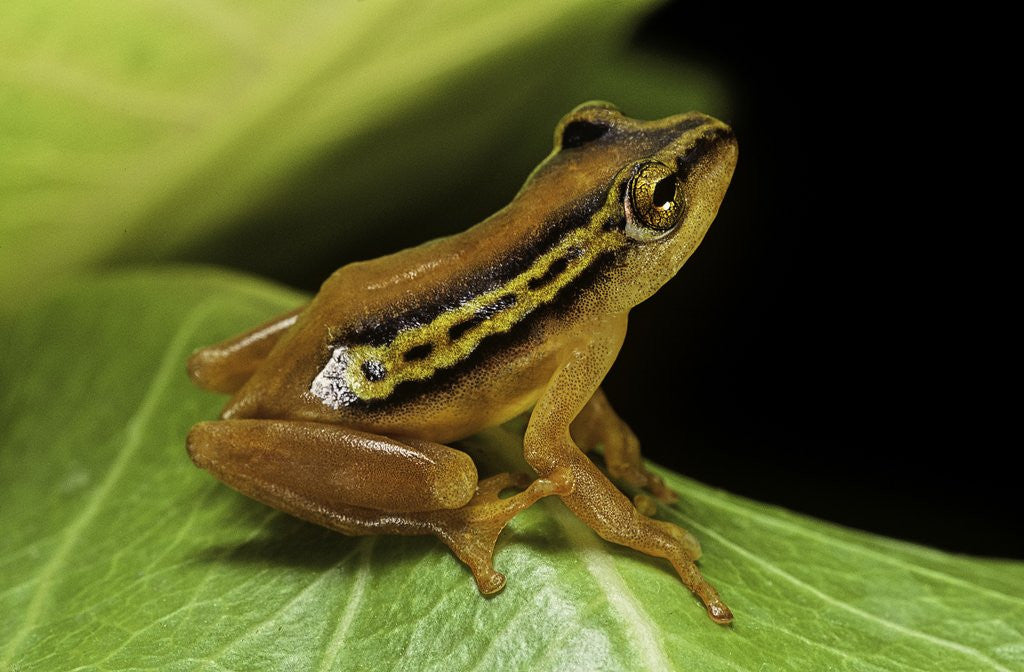 Detail of Hyperolius puncticulatus (spotted reed frog) by Corbis