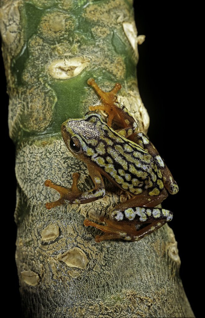 Detail of Hyperolius puncticulatus amani (spotted reed frog) by Anonymous