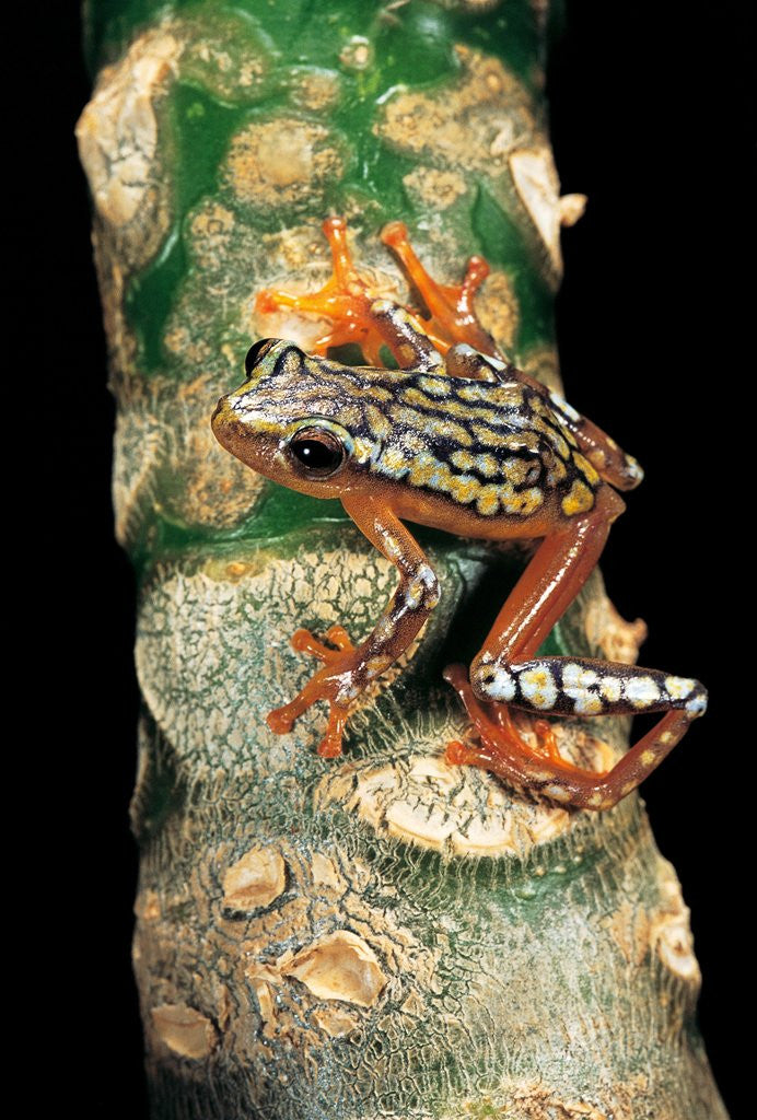 Detail of Hyperolius puncticulatus amani (spotted reed frog) by Anonymous