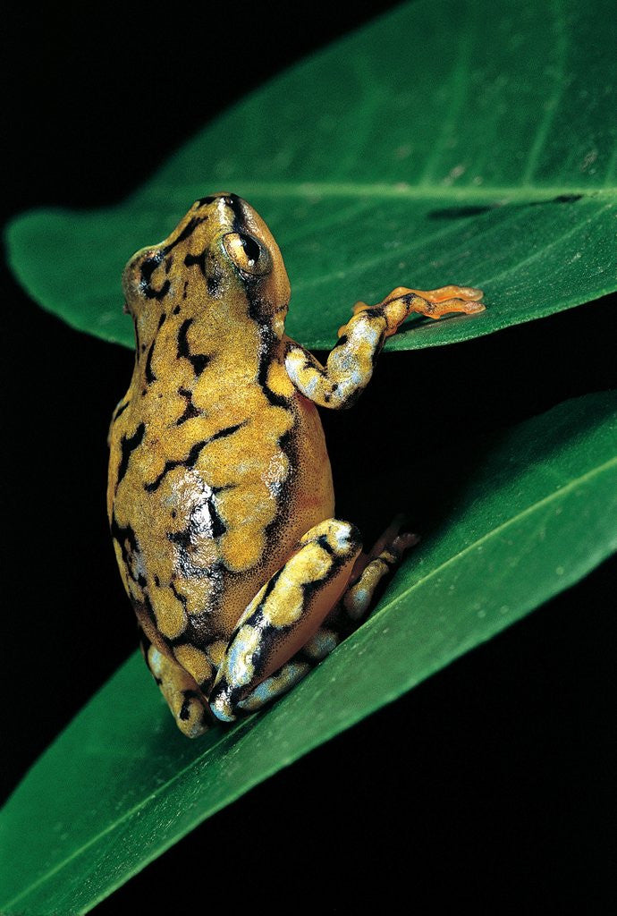 Detail of Hyperolius puncticulatus (spotted reed frog) by Anonymous