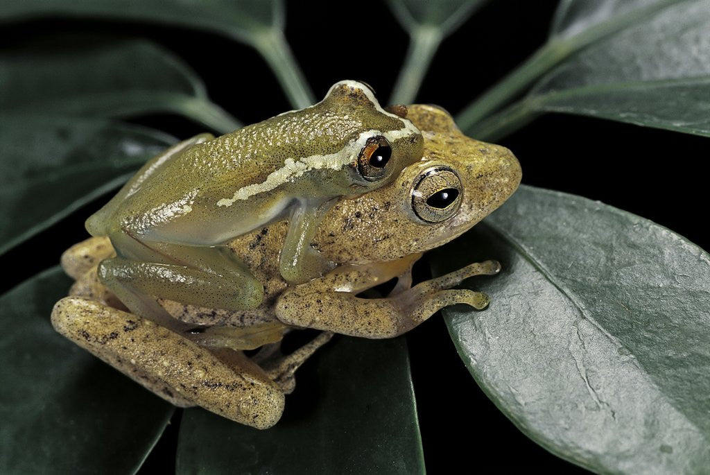 Detail of Hyperolius semidiscus (yellow-striped reed frog ) - mating by Anonymous