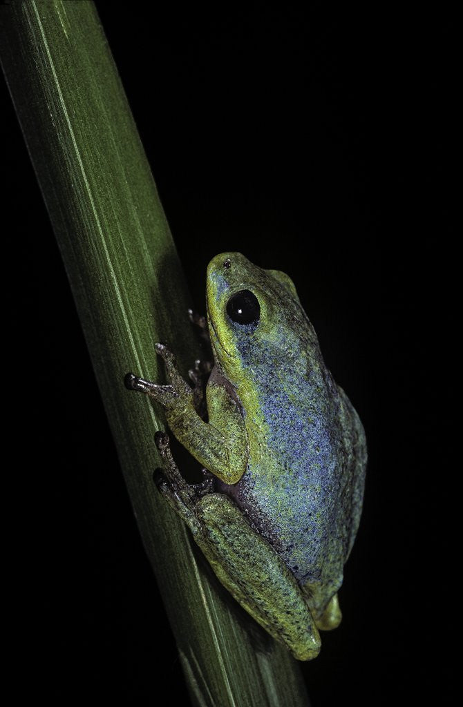 Detail of Hyperolius tuberilinguis (tinker reed frog) by Corbis