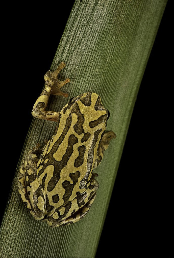 Detail of Hyperolius viridiflavus (common reed frog) by Anonymous