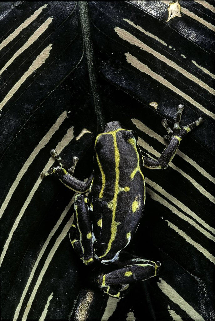 Detail of Hyperolius viridiflavus (common reed frog) by Anonymous