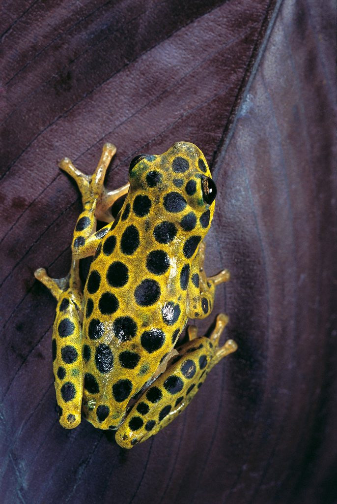 Detail of Hyperolius viridiflavus aposematicus by Anonymous