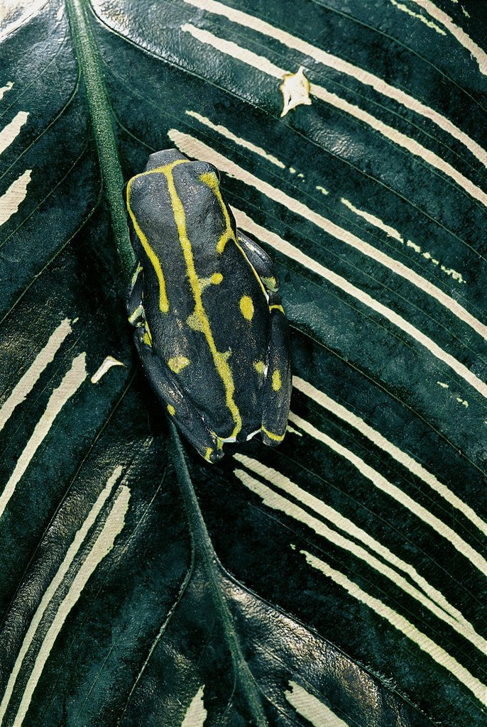 Detail of Hyperolius viridiflavus (common reed frog) by Anonymous