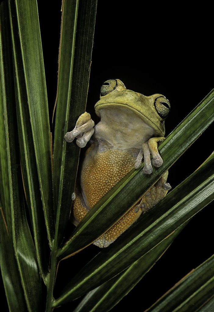 Detail of Hypsiboas heilprini (Los Bracitos treefrog) by Anonymous