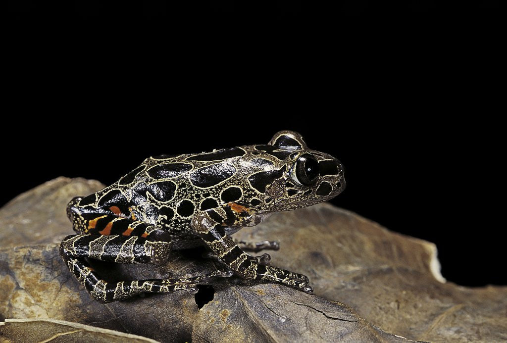 Detail of Kassina maculata (red-legged running frog) by Corbis