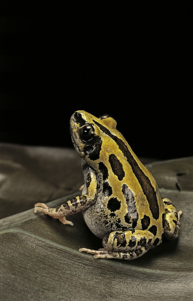 Detail of Kassina senegalensis (Senegal running frog) by Anonymous
