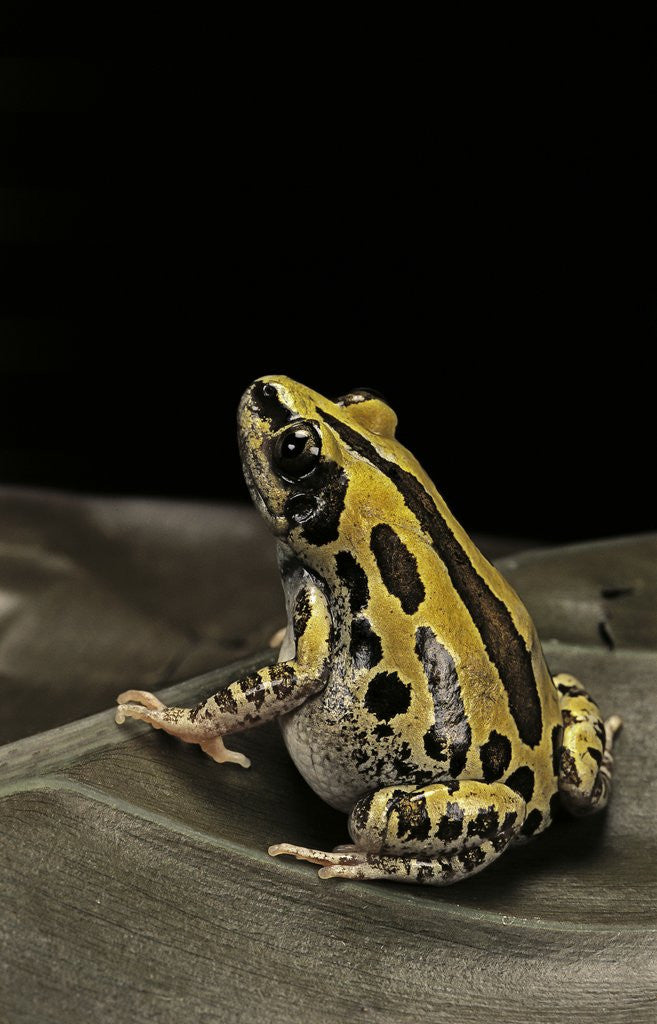 Detail of Kassina senegalensis (Senegal running frog) by Corbis