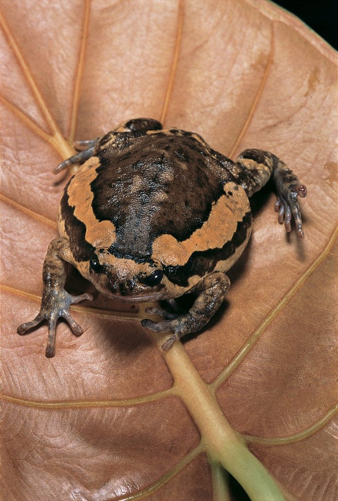 Detail of Kaloula pulchra (banded bullfrog) by Anonymous