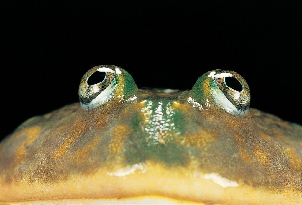 Detail of Lepidobatrachus laevis (budgett's frog, escuerzo de agua) by Anonymous