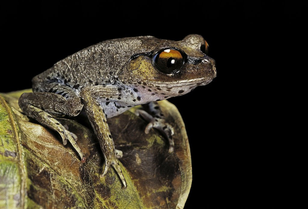 Detail of Leptobrachium hasseltii (Hasselt's toad, Tschudi's frog) by Anonymous