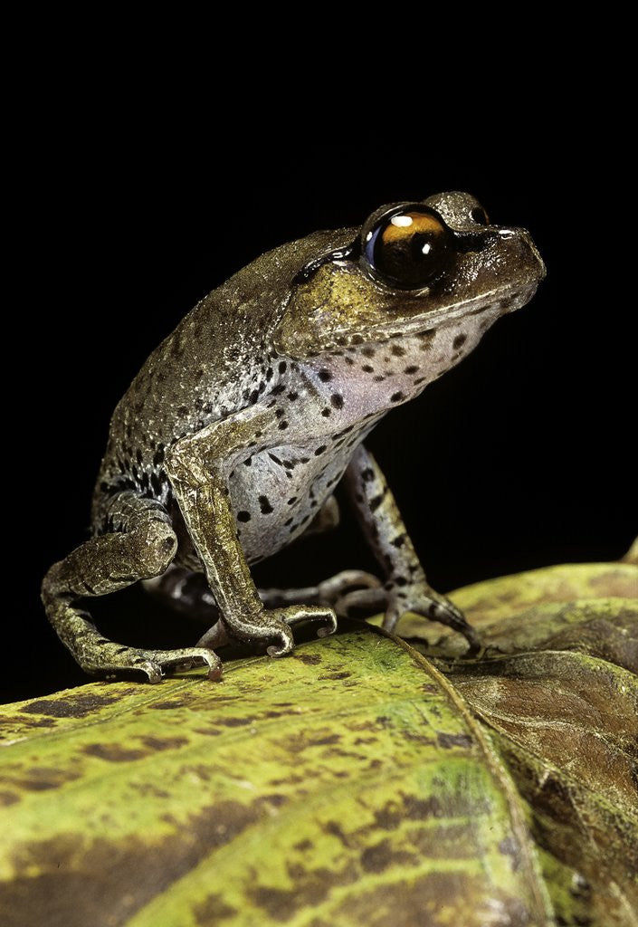 Detail of Leptobrachium hasseltii (Hasselt's toad, Tschudi's frog) by Anonymous