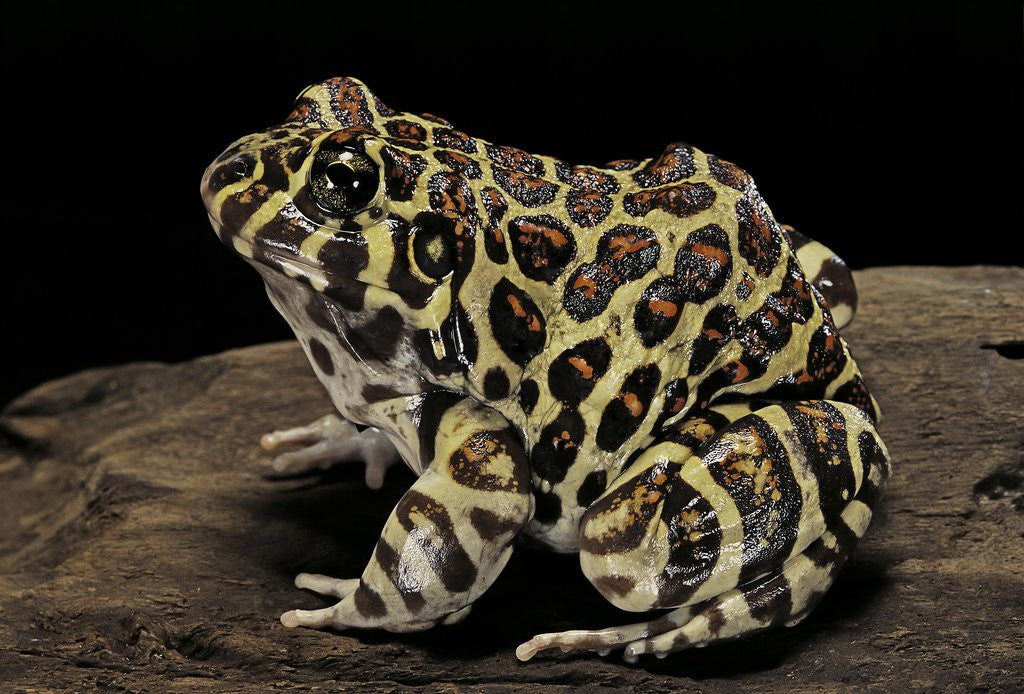 Detail of Leptodactylus laticeps (Santa fe frog) by Anonymous
