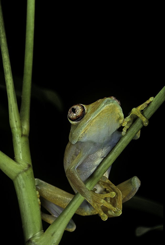 Detail of Leptopelis barbouri (Barbour's tree frog) by Anonymous