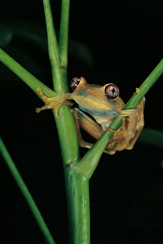Detail of Leptopelis barbouri (Barbour's tree frog) by Corbis
