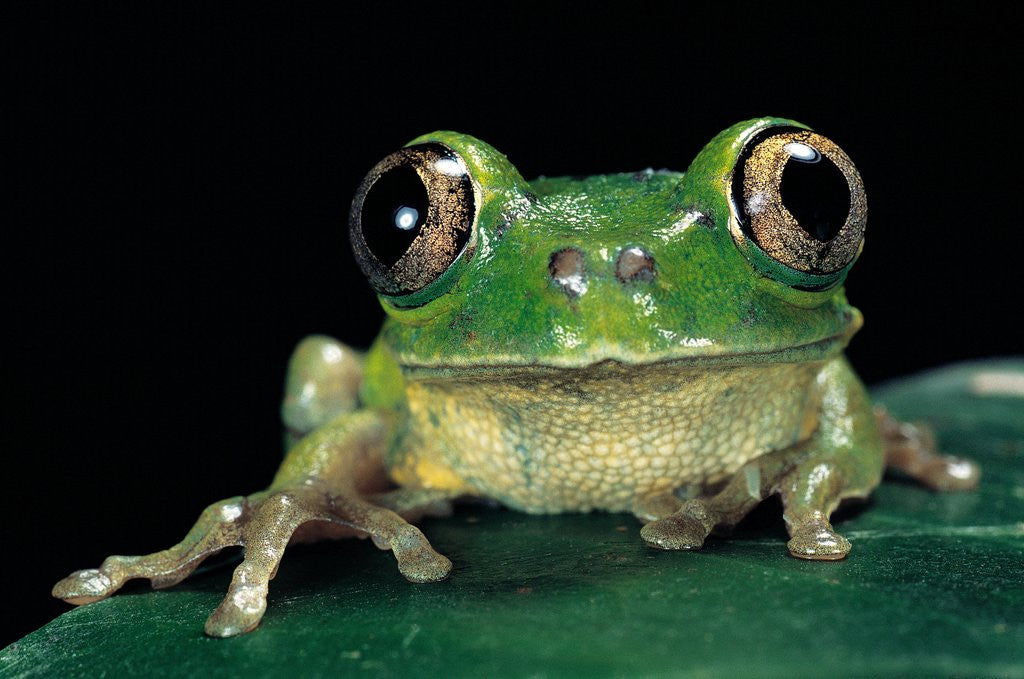 Detail of Leptopelis brevirostris (Cameroon forest treefrog) by Anonymous