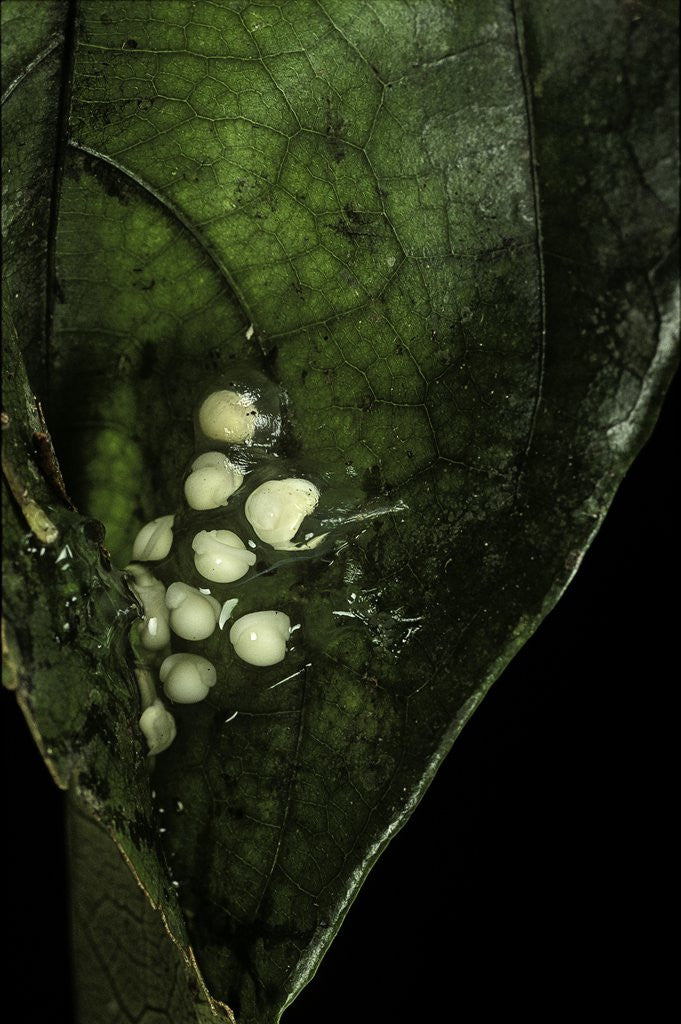 Detail of Leptopelis sp. (forest treefrog ) - eggs by Anonymous