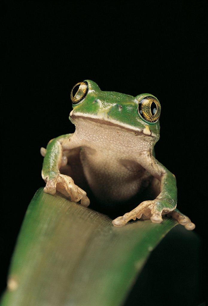 Detail of Leptopelis sp. (forest treefrog ) by Anonymous
