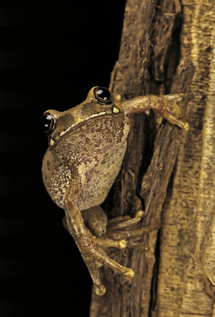 Detail of Leptopelis sp. (forest treefrog ) by Anonymous
