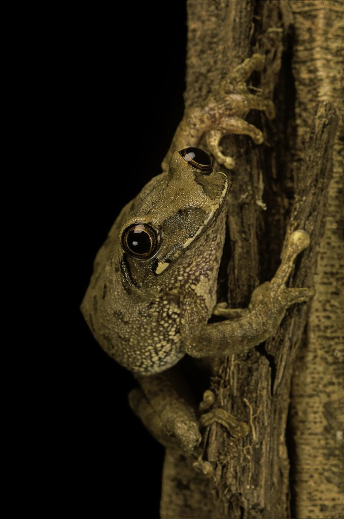 Detail of Leptopelis sp. (forest treefrog ) by Anonymous