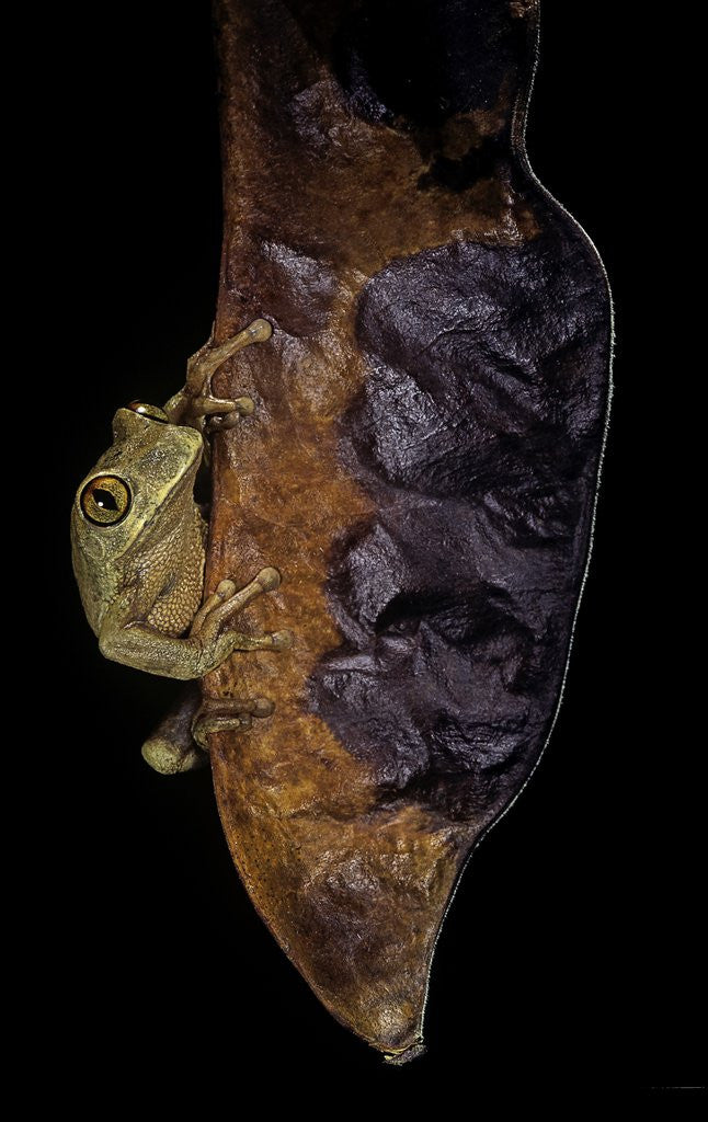 Detail of Leptopelis sp. (forest treefrog ) by Anonymous