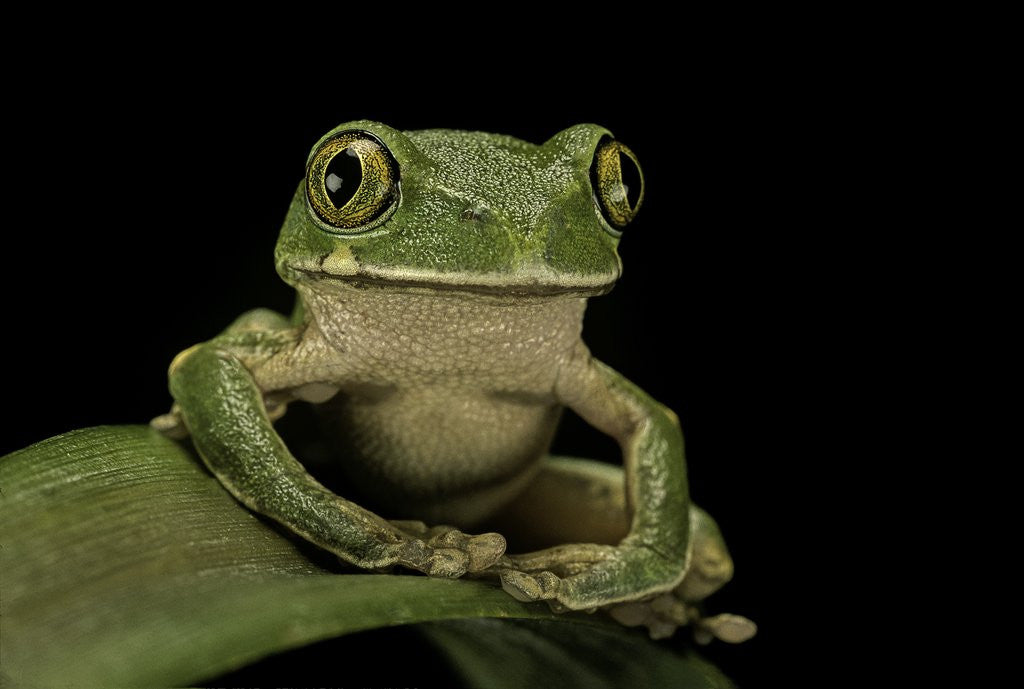 Detail of Leptopelis sp. (forest treefrog ) by Anonymous