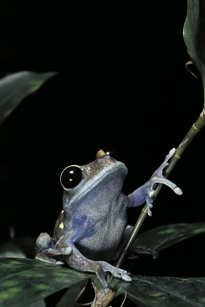 Detail of Leptopelis uluguruensis (Uluguru forest treefrog) by Anonymous