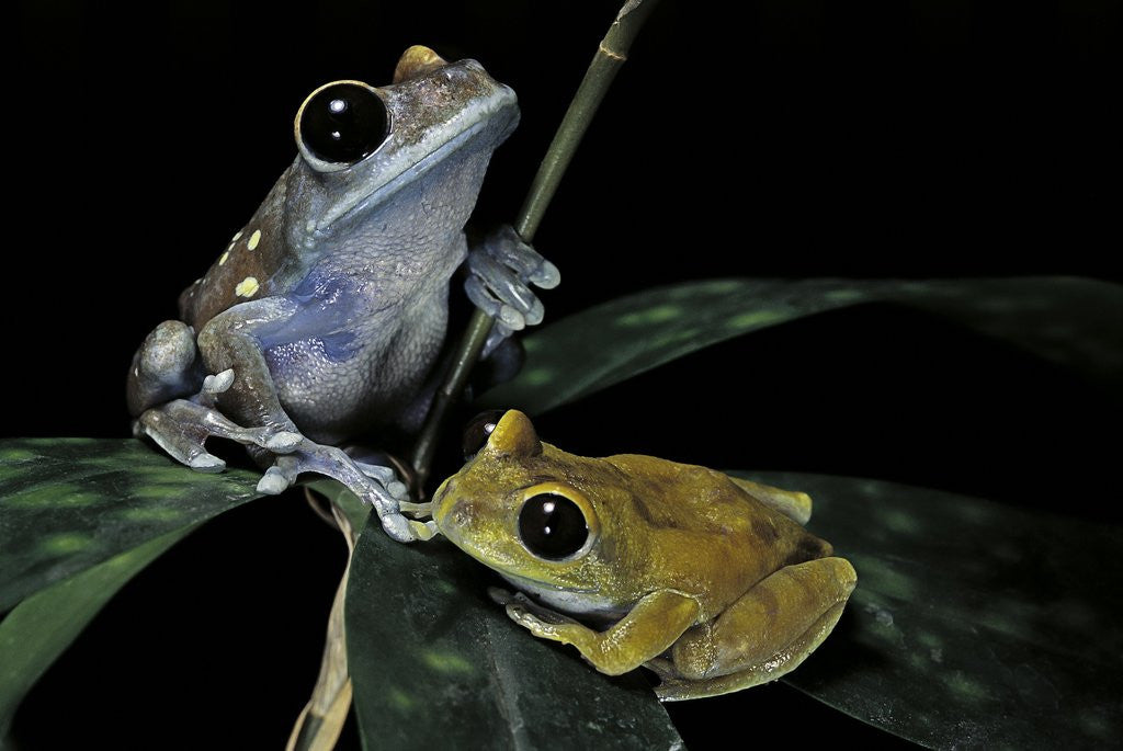 Detail of Leptopelis uluguruensis (Uluguru forest treefrog) by Anonymous