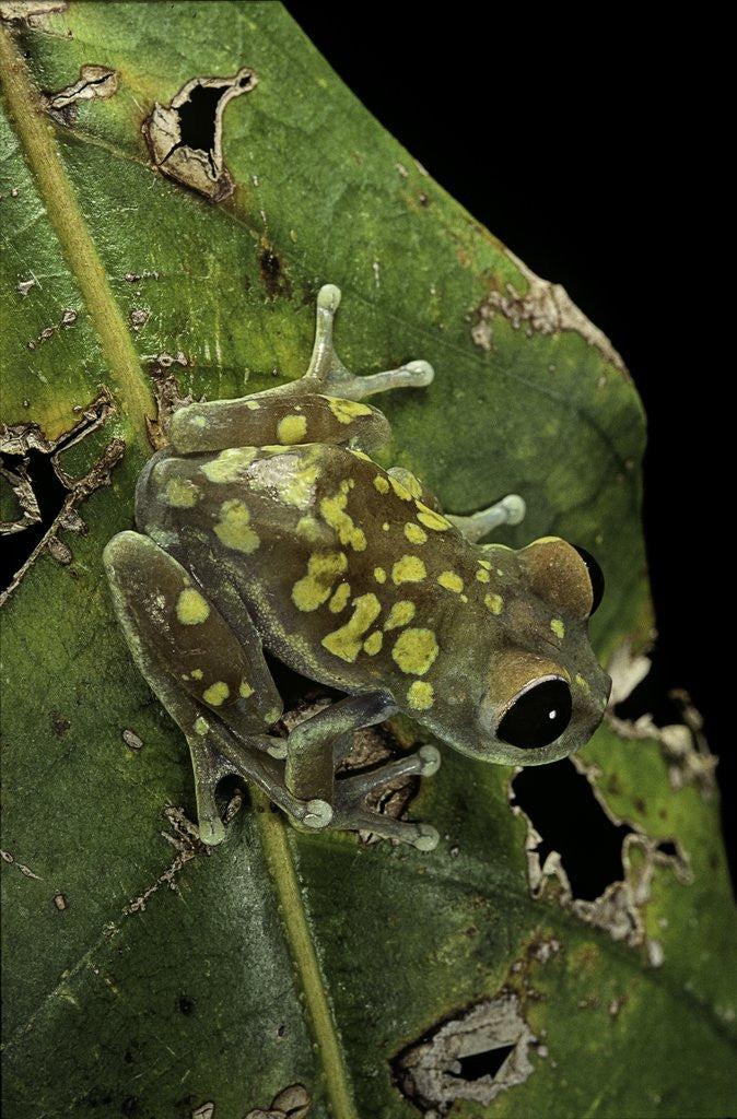 Detail of Leptopelis uluguruensis (Uluguru forest treefrog) by Anonymous